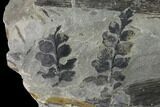 Pennsylvanian Fossil Fern (Sphenopteris) Plate - Kentucky #138535-1